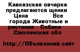Кавказская овчарка -предлагаются щенки › Цена ­ 20 000 - Все города Животные и растения » Собаки   . Смоленская обл.